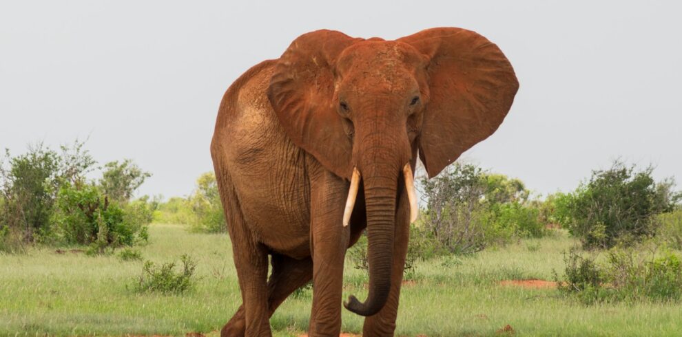Afrika Sights and Adventures — 3-Day Flying Safari to the Maasai Mara