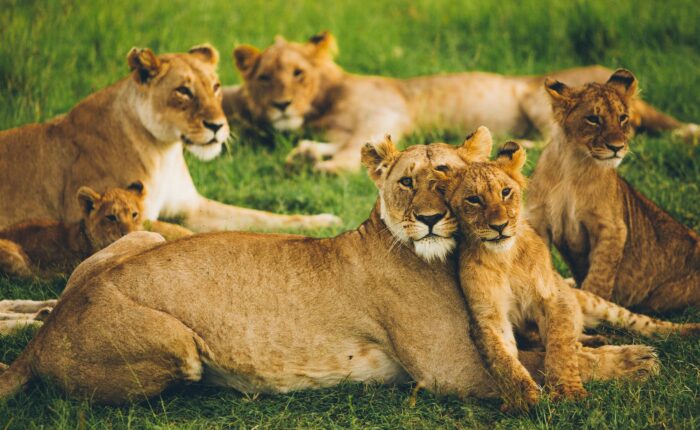 Lion pride at rest, Maasai Mara