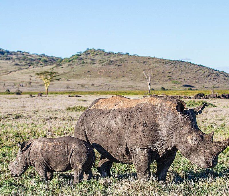 White rhino and calf, Lake Nakuru